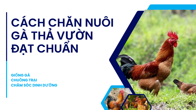 Cách Chăn Nuôi Gà Thả Vườn Đạt Chuẩn